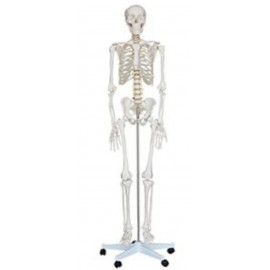 Squelette Humain En PVC