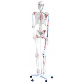 Squelette Humain En PVC...